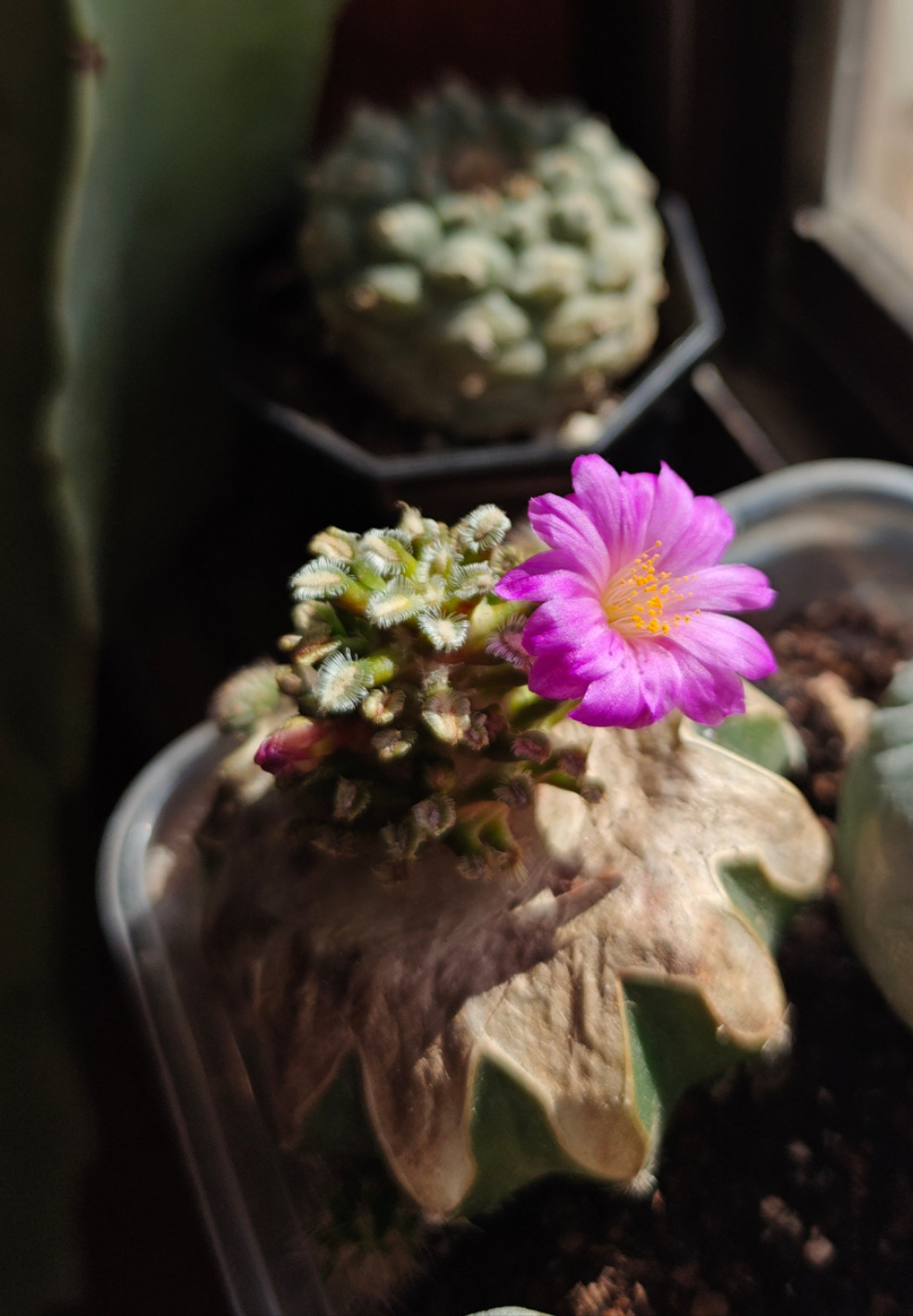 Mammillaria bertholdii 2.7-3 cm grated.