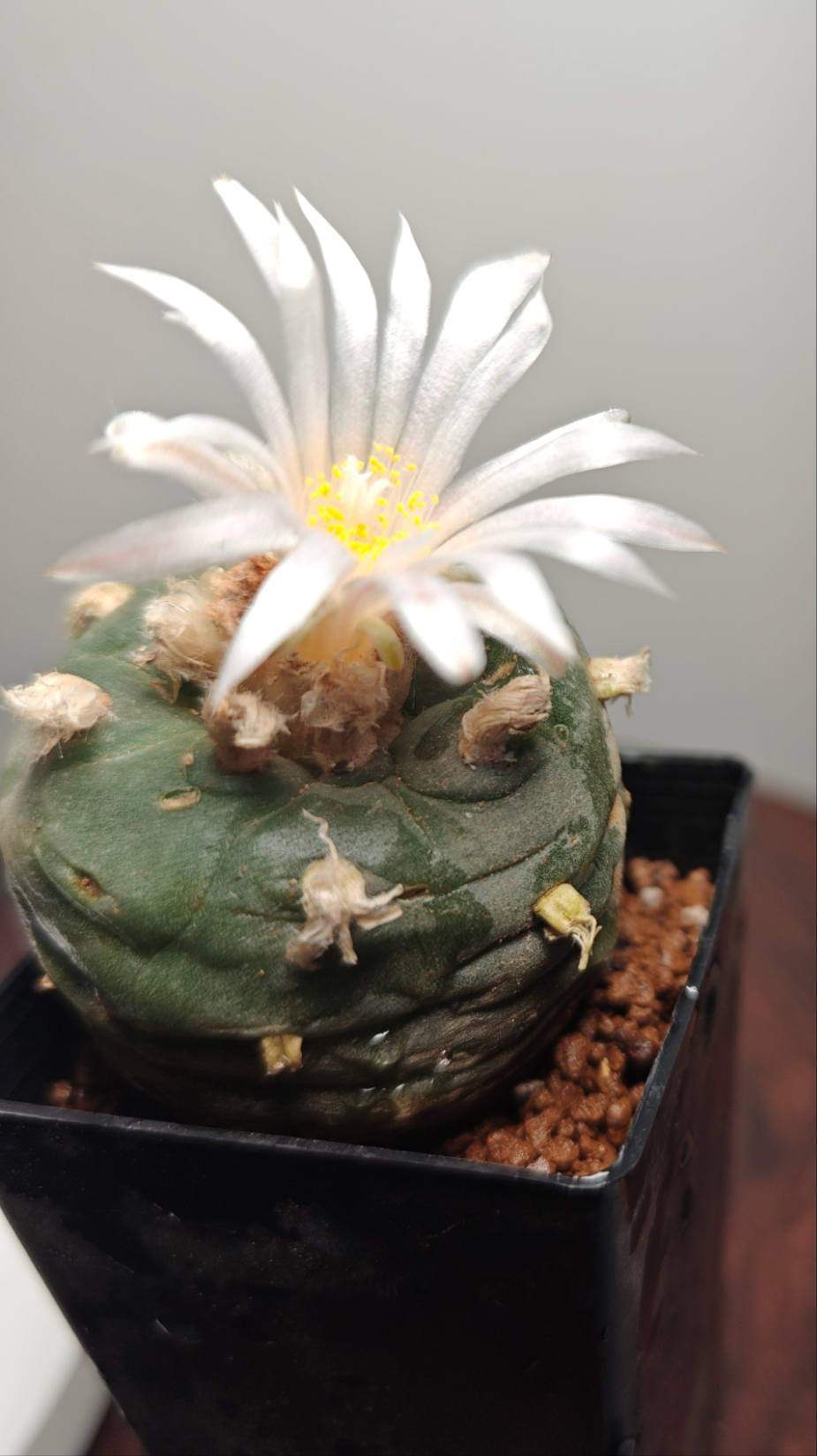 Seed grown Cactus Plant L0ph0ph0ra w 4 cm+, Clearance