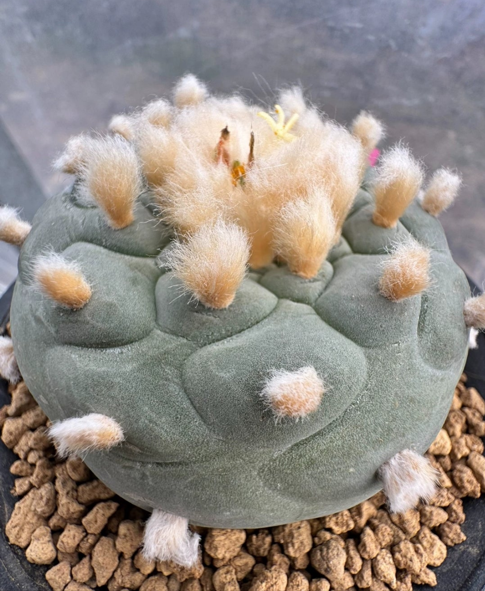 Flowering GoldenHairy L.f 1X Plant 6.6 cm seed grown strong root.