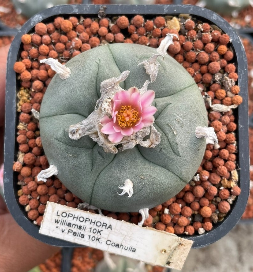 Seed grown Cactus Plant L0ph0ph0ra w var oahuila 5 cm+, big tuberous root. Clearance