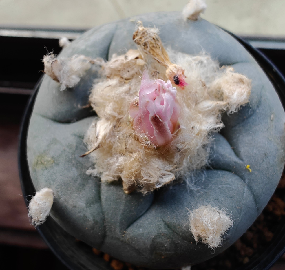 Seed grown Cactus Plant L0ph0ph0ra w var oahuila 5 cm+, big tuberous root. Clearance
