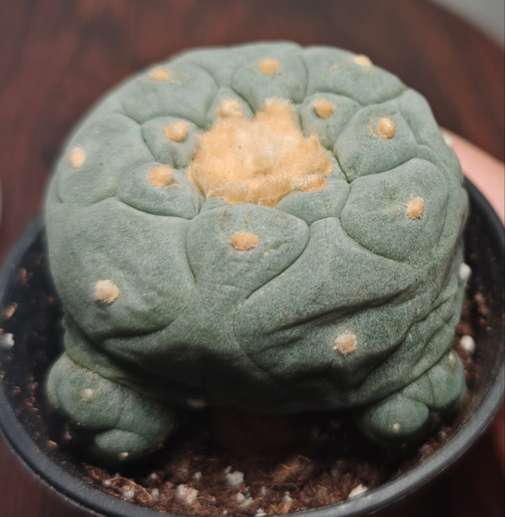 Flowering Cactus Seed Grown L.fri, very rare, diameter 5.3 cm. TUBEROUS ROOT