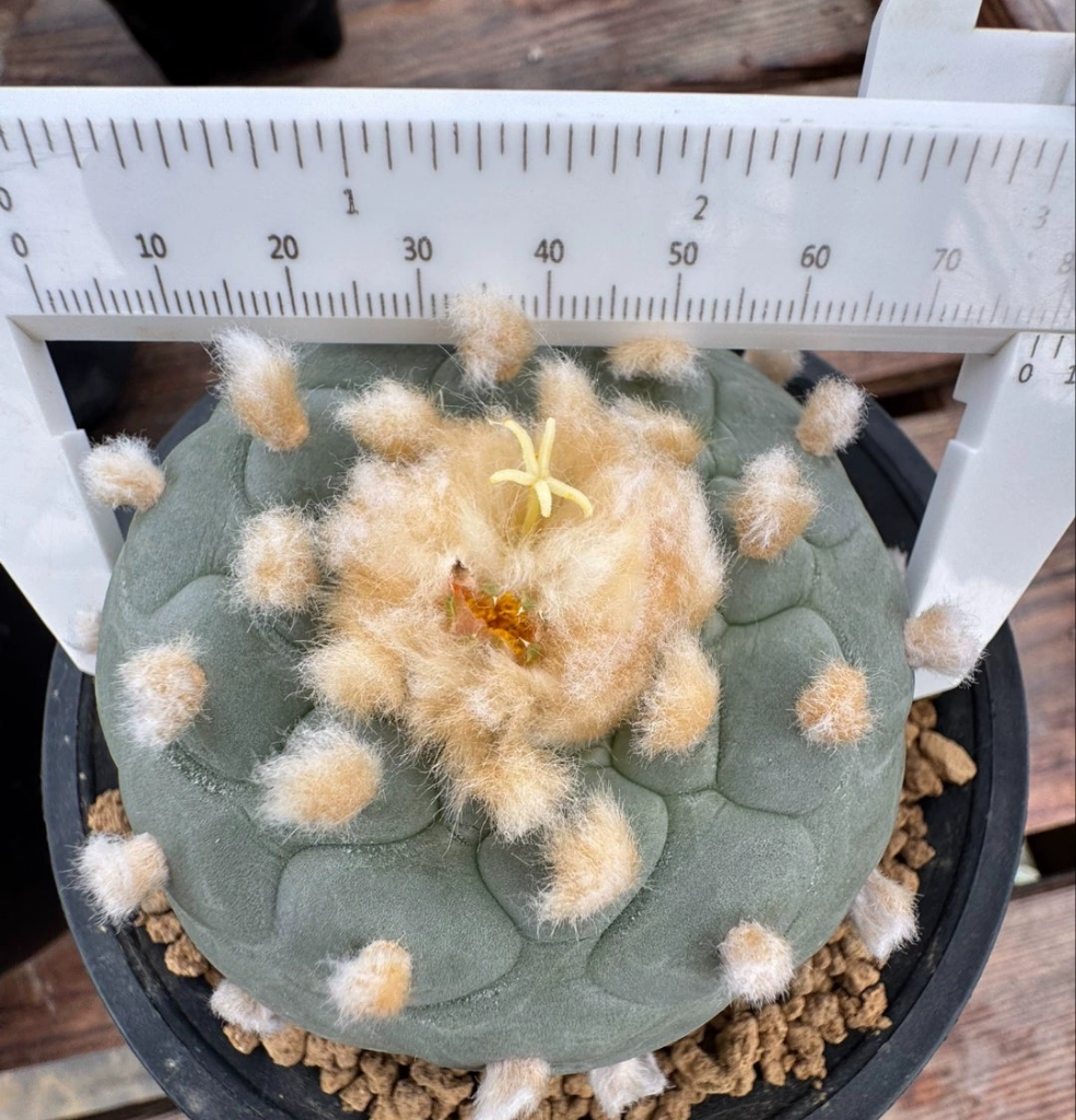 Flowering GoldenHairy L.f 1X Plant 6.6 cm seed grown strong root.