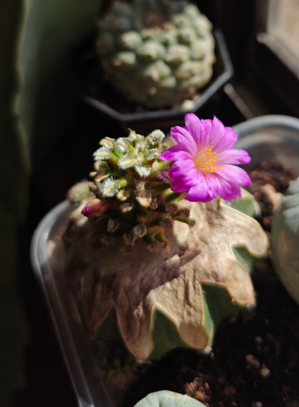 Mammillaria bertholdii 2.7-3 cm grated.