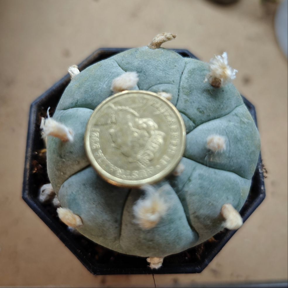 Seed grown Cactus Plant L0ph0ph0ra w 5 cm+, strong root.