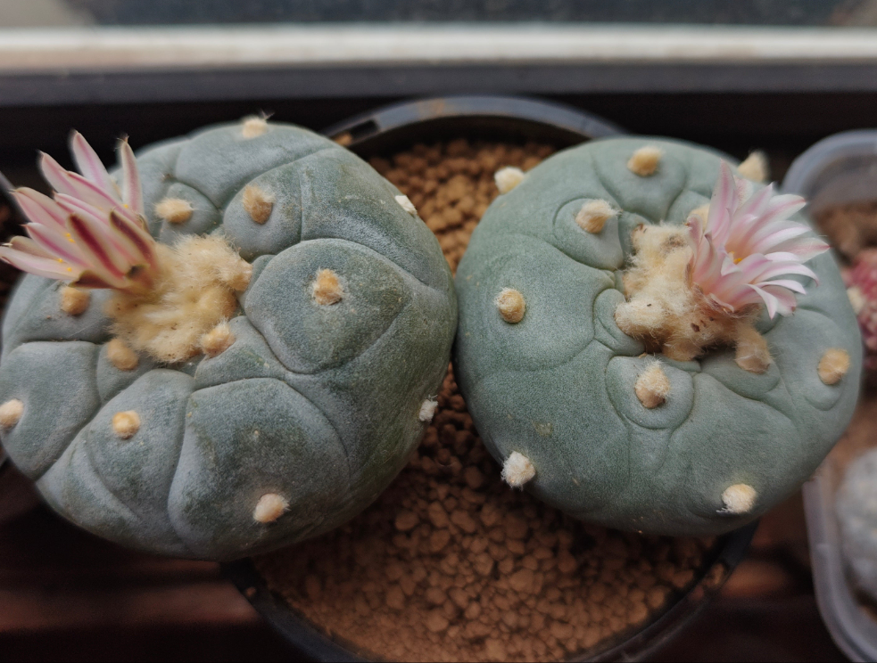 Mature L.fricii plants x 2, each more than 5cm, big tuberous root.