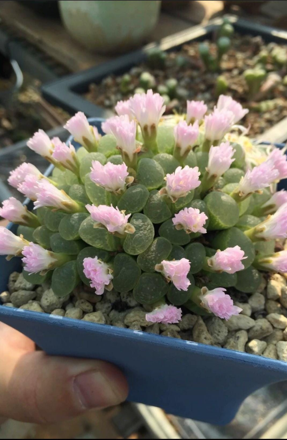 Ophthalm0phyllum Living Stone Lithops succulent Seeds Mix -- 30+