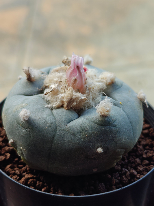 Seed grown Cactus Plant L0ph0ph0ra w var oahuila 5 cm+, big tuberous root. Clearance