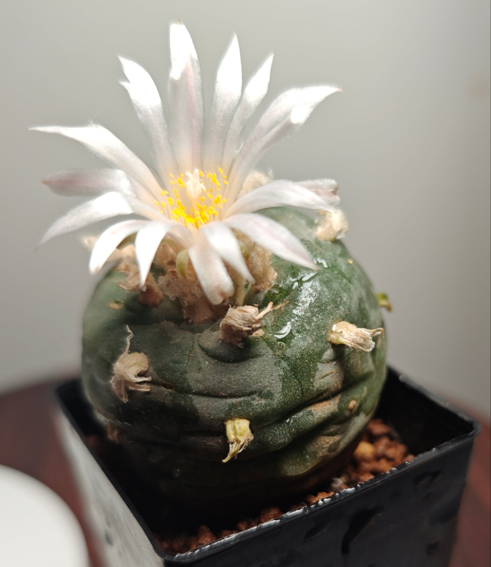 Seed grown Cactus Plant L0ph0ph0ra w 4 cm+, Clearance