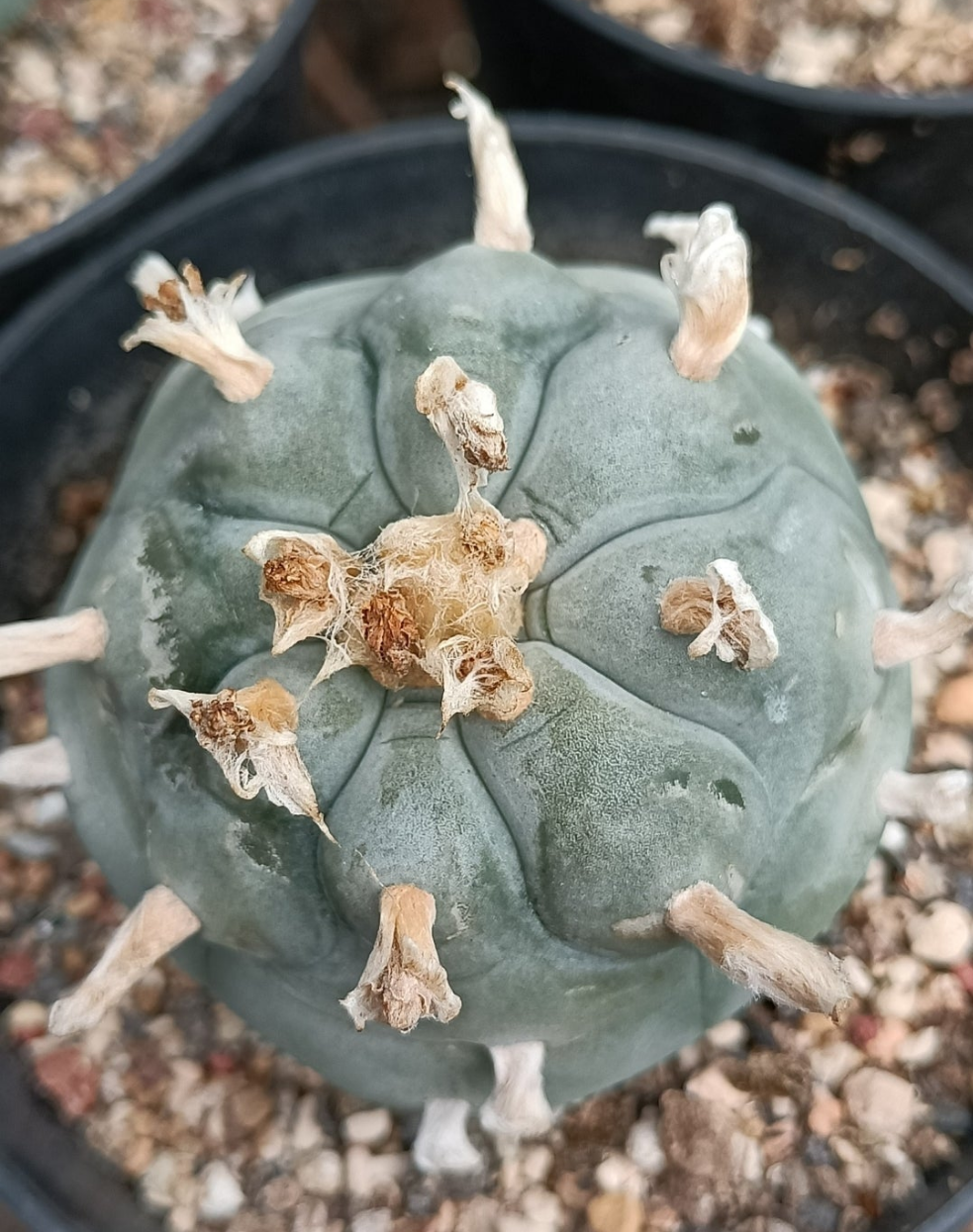 Lophophora Williamsii
var. Huizache Seed grown plant, 5-5.4 cm. Tuberous root, only 2 available.