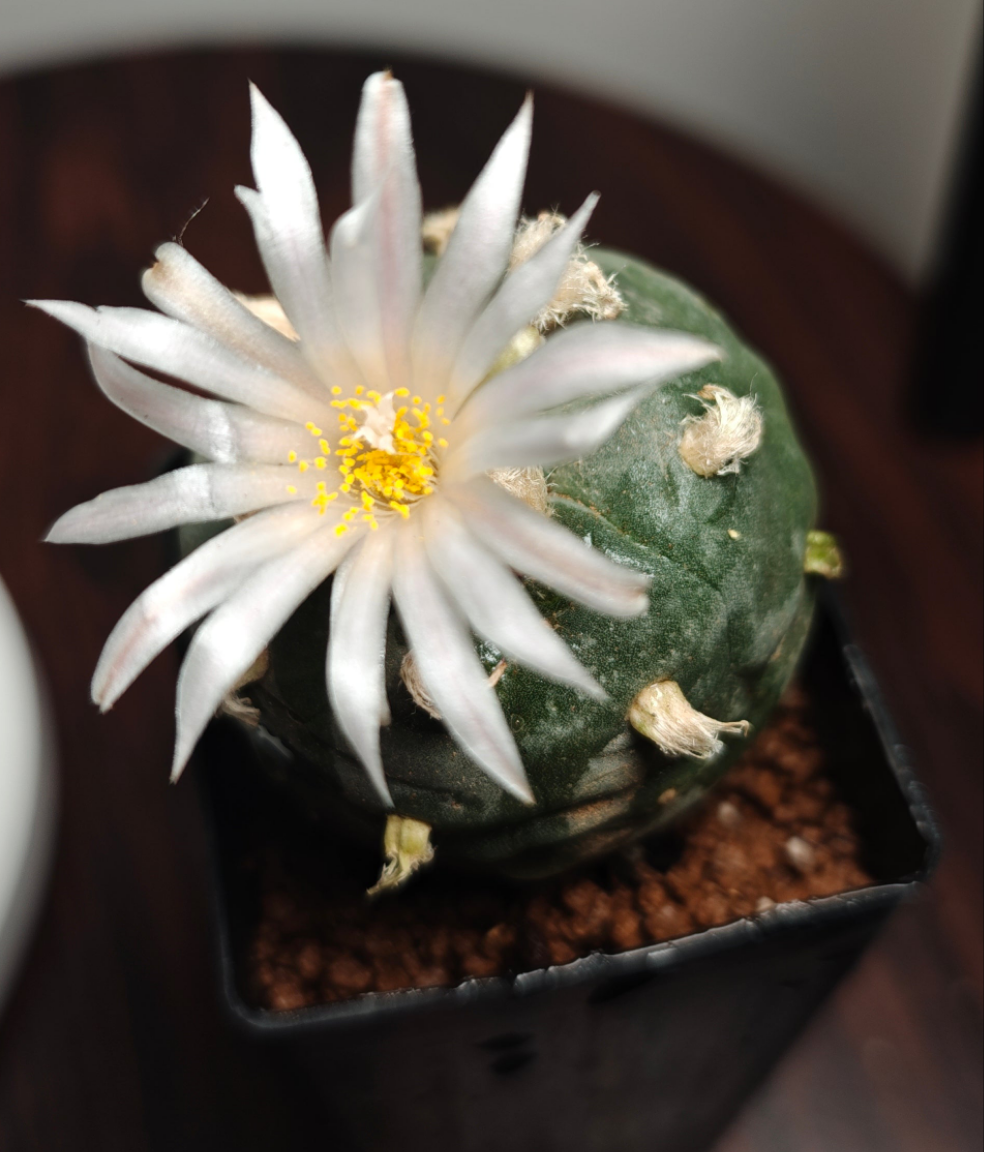 Seed grown Cactus Plant L0ph0ph0ra w 4 cm+, Clearance