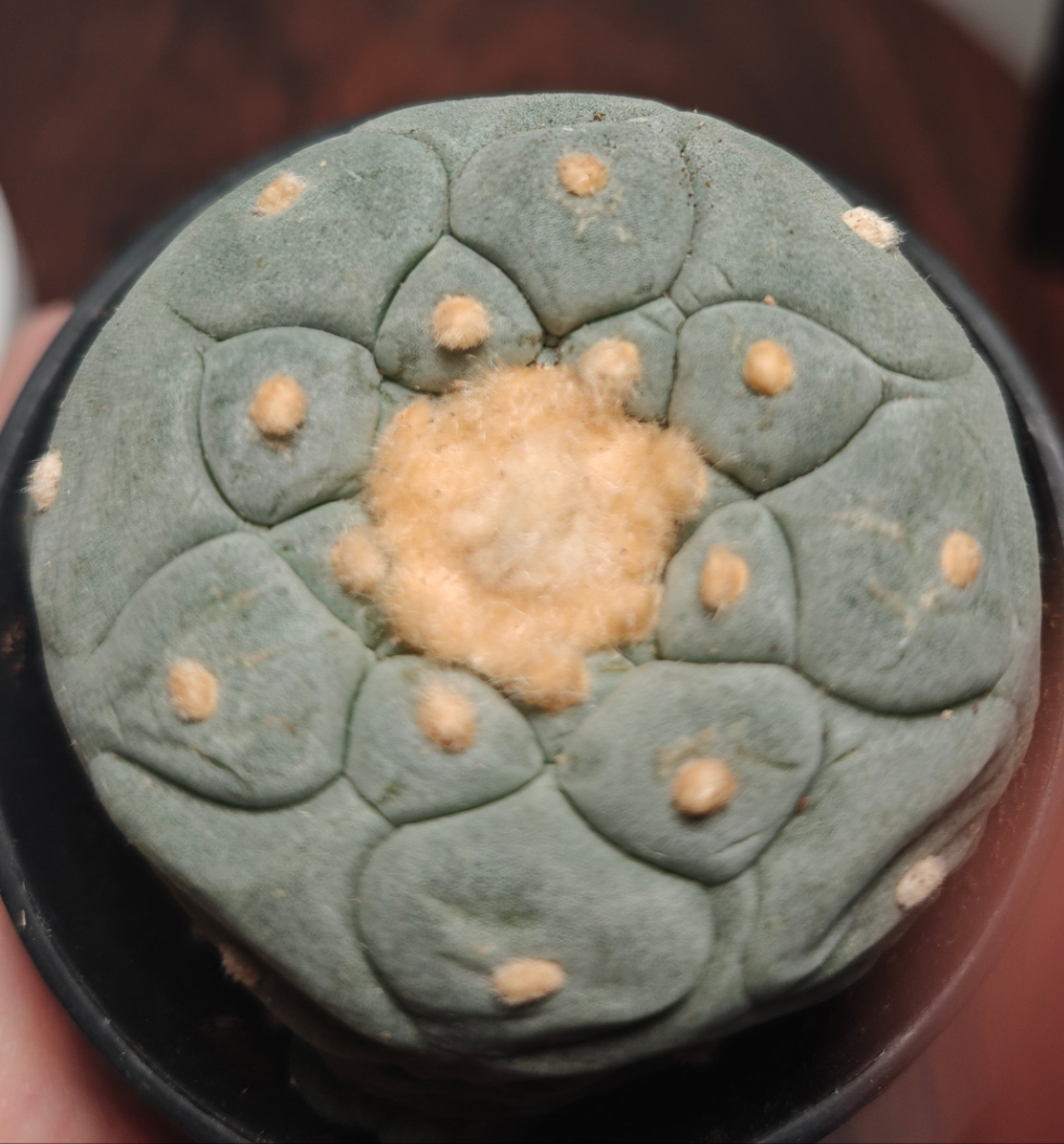 Flowering Cactus Seed Grown L.fri, very rare, diameter 5.3 cm. TUBEROUS ROOT