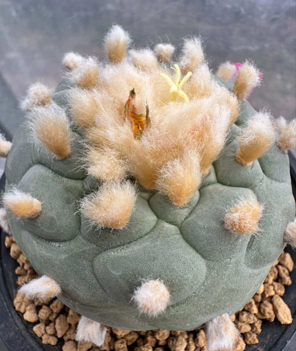 Flowering GoldenHairy L.f 1X Plant 6.6 cm seed grown strong root.