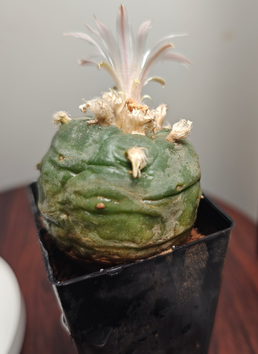 Seed grown Cactus Plant L0ph0ph0ra w 4 cm+, Clearance