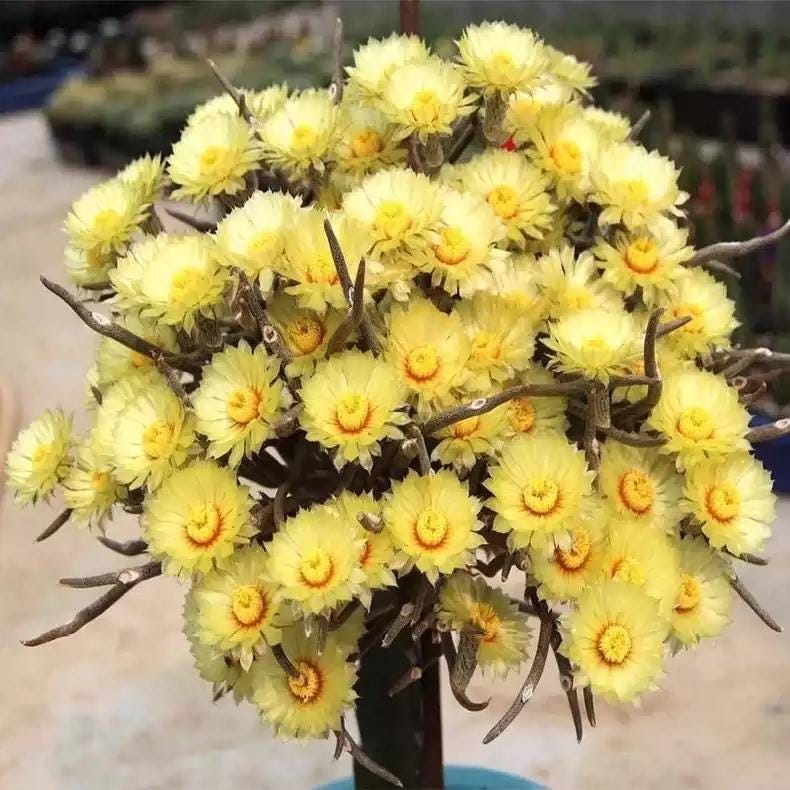 Cactus Astrophytum caput-medusae desert plant succulent -- 10 + SEEDS X 1