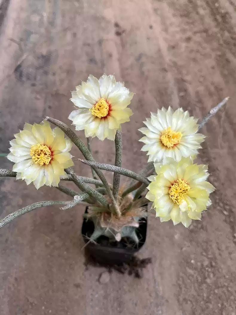 Cactus Astrophytum caput-medusae desert plant succulent -- 10 + SEEDS X 1