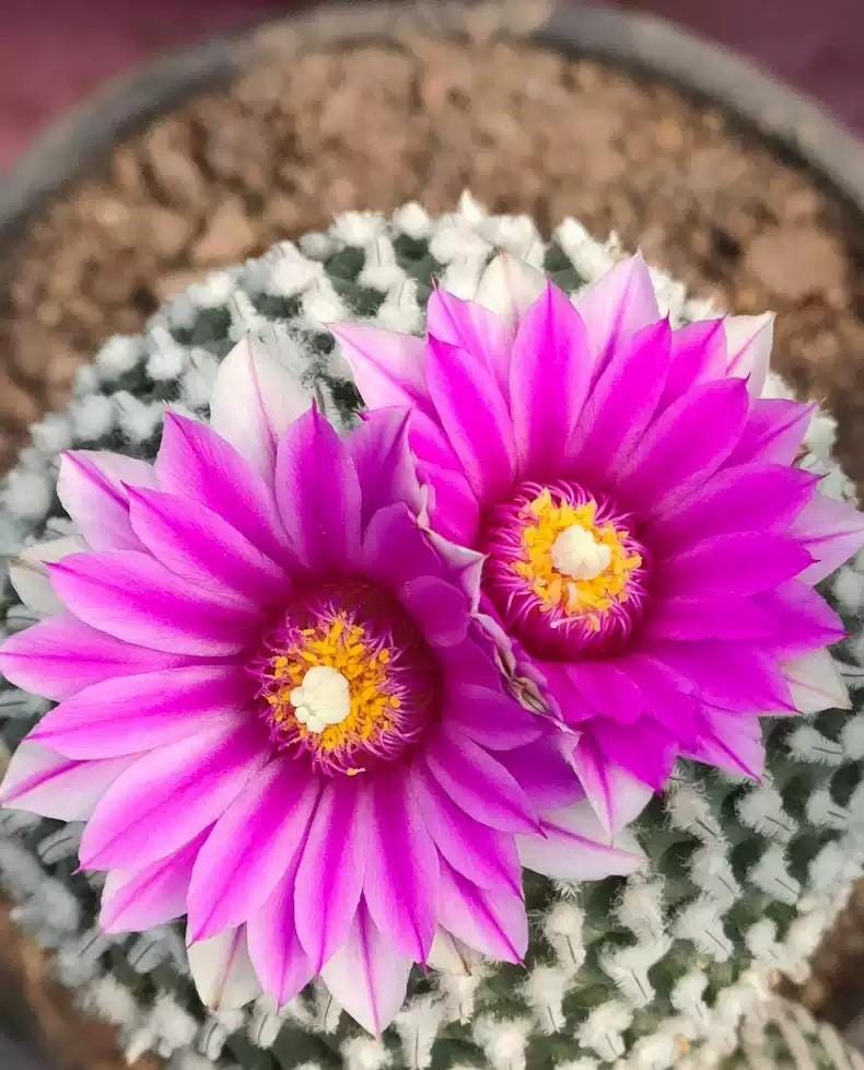 Mini Cactus T. pseudo pectinatus 1.1-1.4 cm plant x 1. Buy 4 get 5. Delicate size Rock cactus.