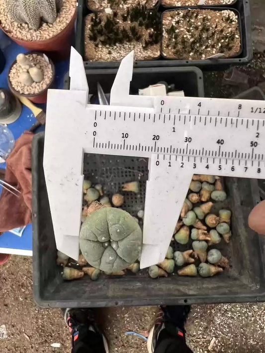 Cactus 1.4-1.8 cm L.fri cii Seedlings Each 1 Plant. Buy 4 get 5.