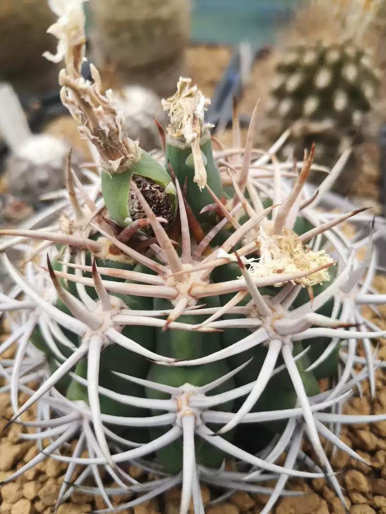 Gymnocalycium ambat0ense Piltz Seeds -- 30+