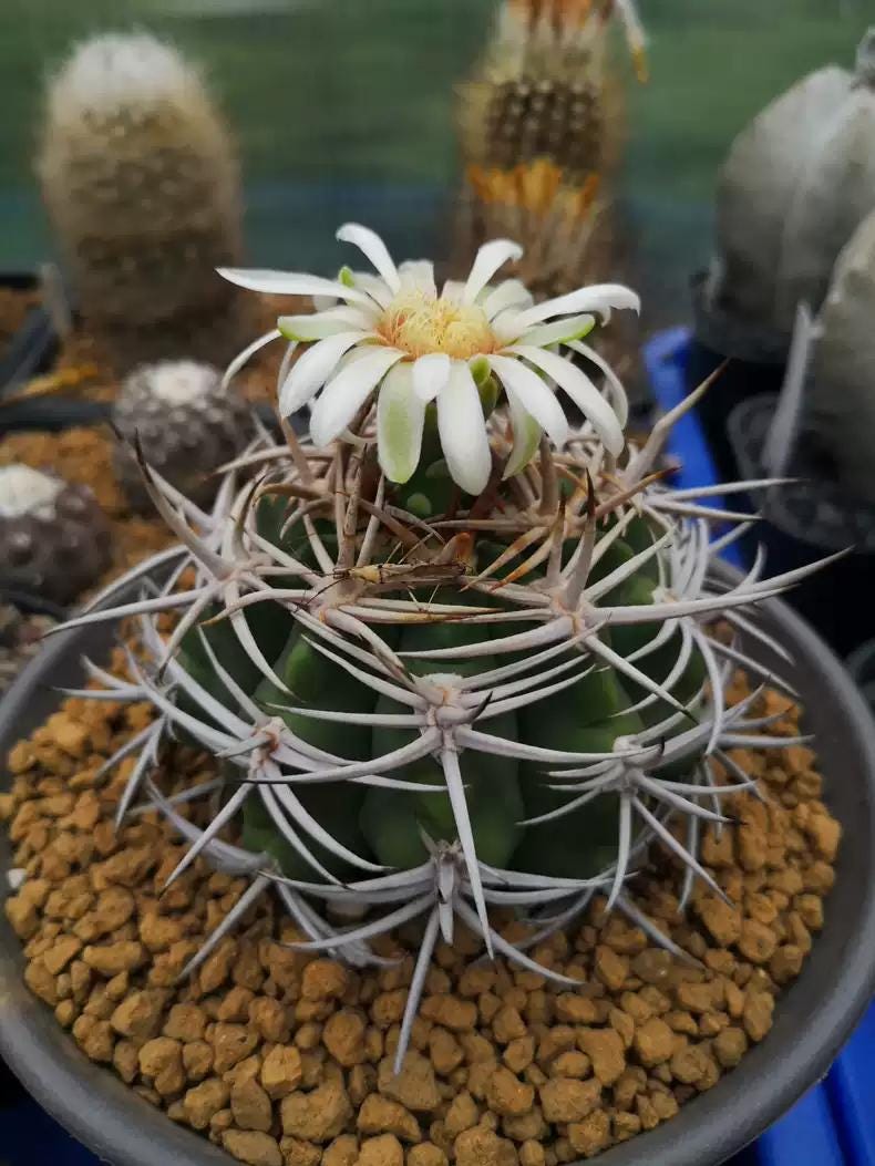Gymnocalycium ambat0ense Piltz Seeds -- 30+