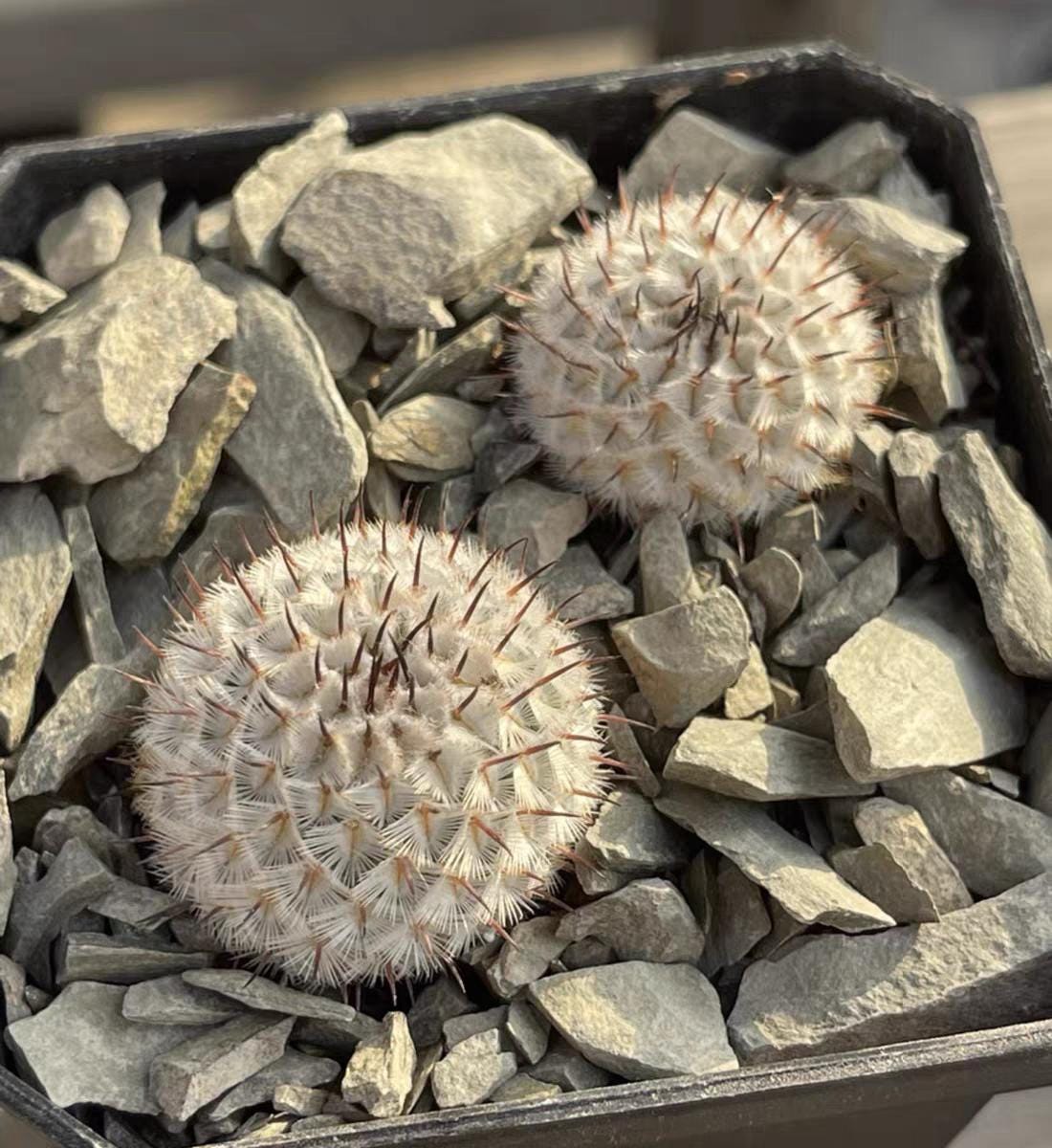 3.5yr old Cactus Mammi|aria perezdelar0sae subs.ander soniana. 2cm PLANT X1