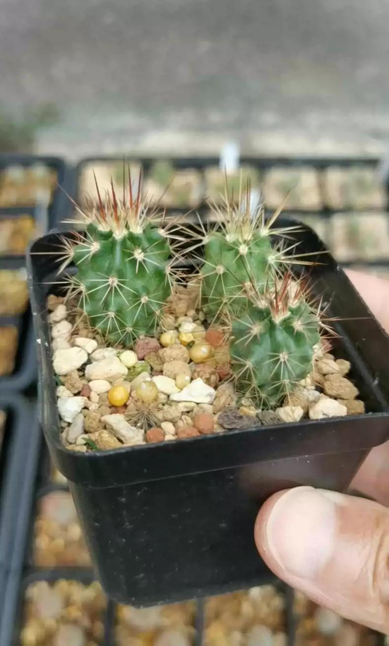 2.5yr old Cactus Echinocereus dasyacanthus 1.6-2cm+ PLANT X1. In Pic2 for Sale.