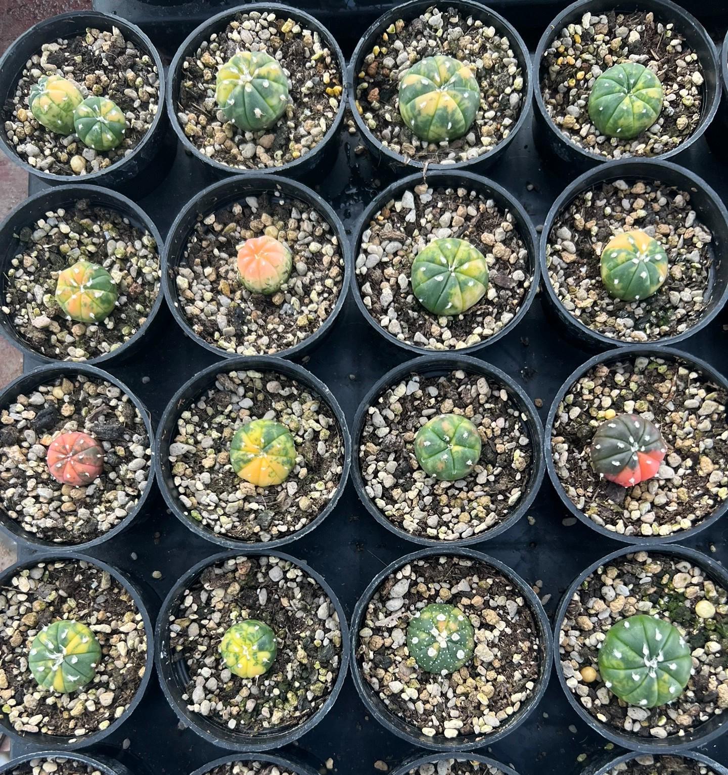 Astro Cactu Random Plants Each 1.8cm+ Size Plant X1