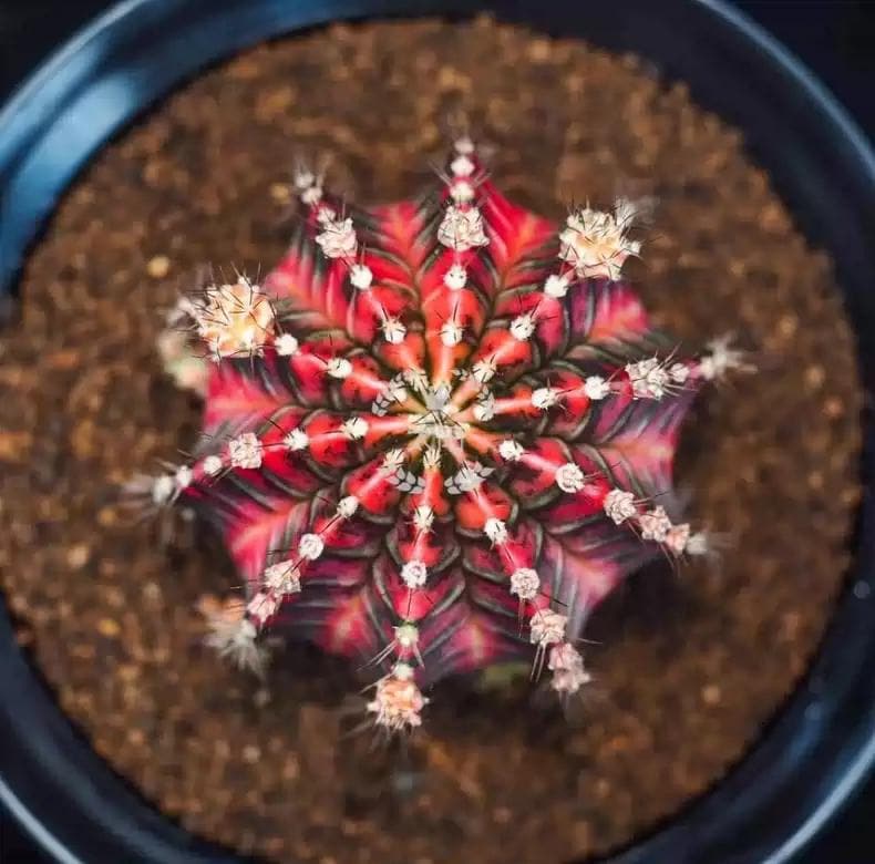 Father Plant