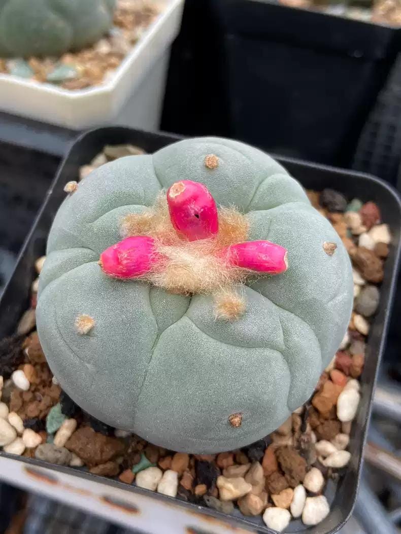 Big White Cactus Fri cii Seeds Different Varieties Mix -- 10+ Seeds