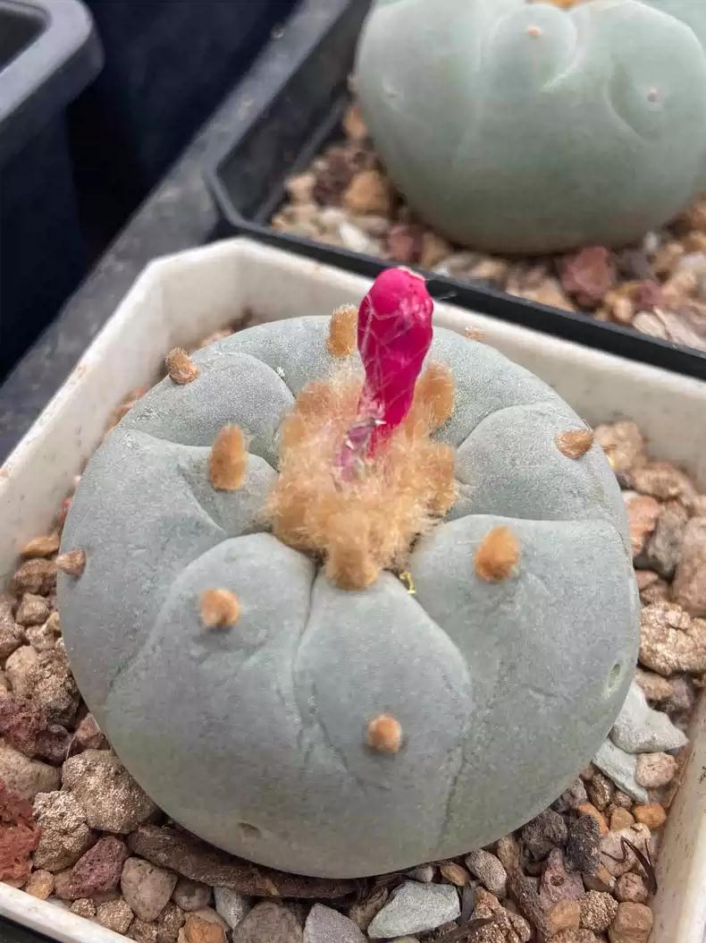 Big White Cactus Fri cii Seeds Different Varieties Mix -- 10+ Seeds