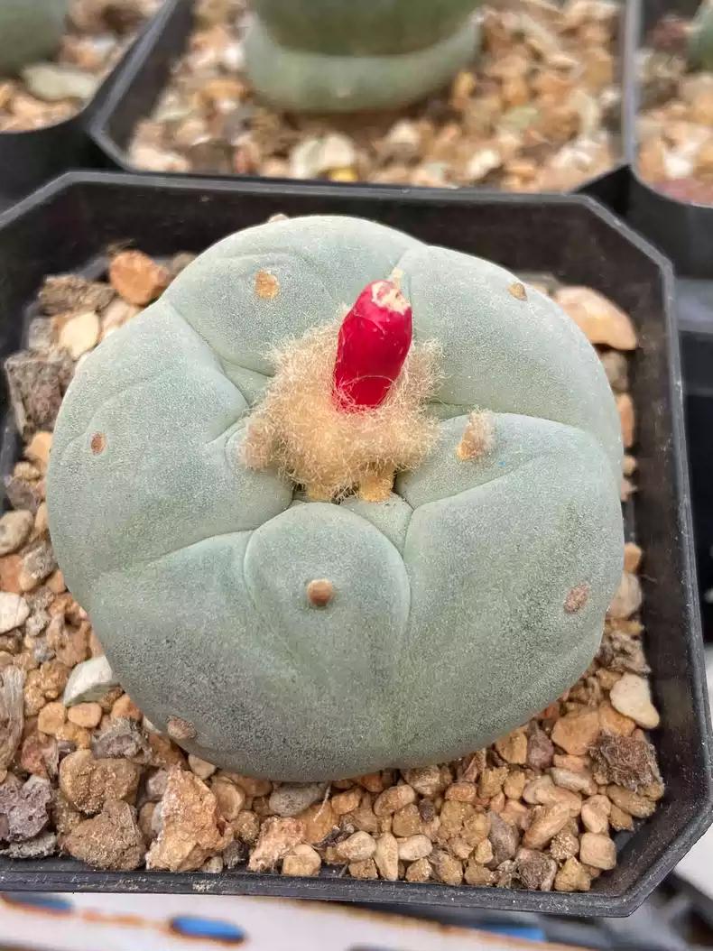 Big White Cactus Fri cii Seeds Different Varieties Mix -- 10+ Seeds