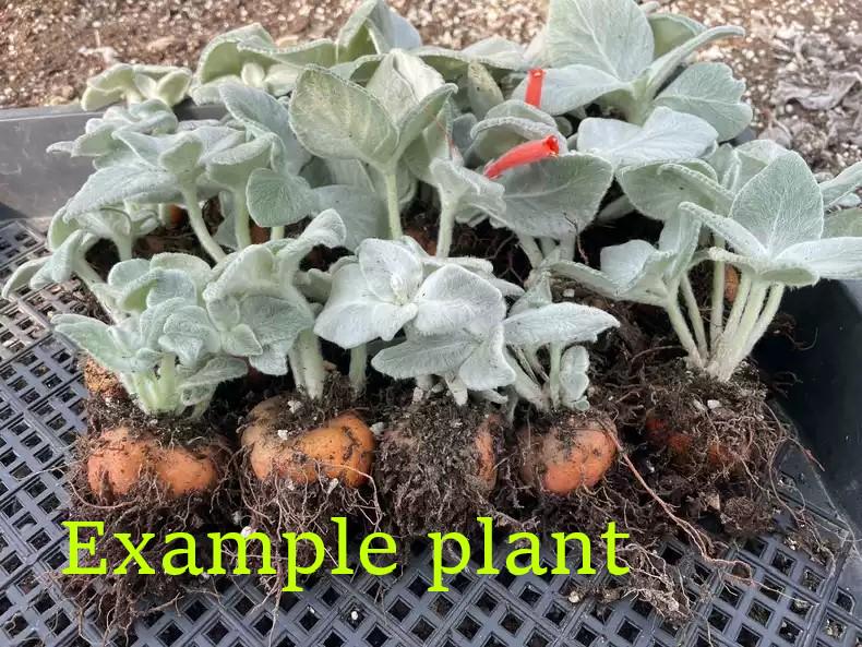 Caudex Tuberous Plant Succulent Sinningia leuc0tricha 4cm +