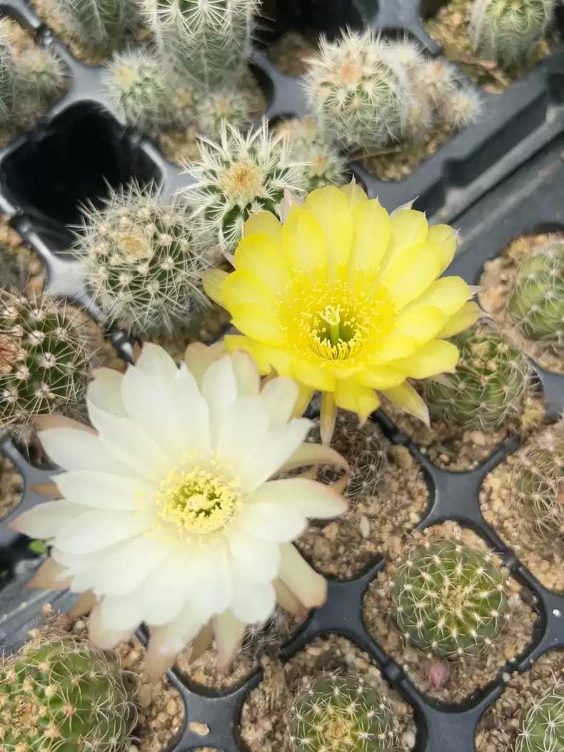 Mixed Colour Flowering Lob|ivia Cactus Mix 3cm+ PLANT X 10. Beginners' Package.
