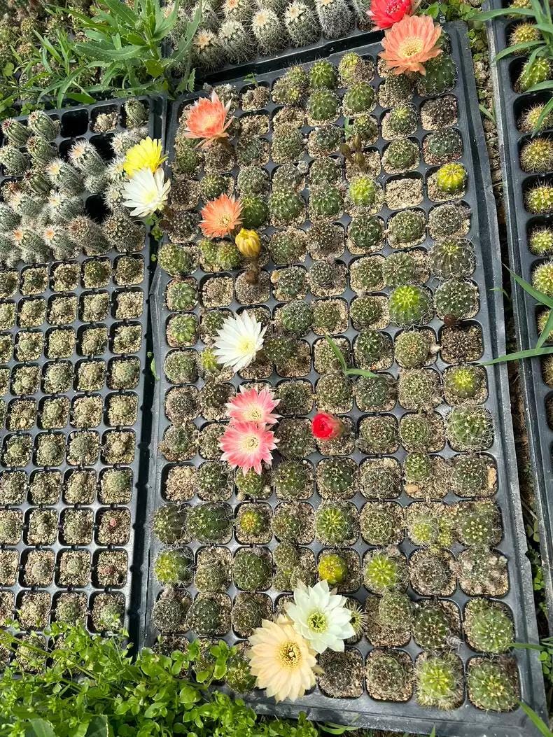 Mixed Colour Flowering Lob|ivia Cactus Mix 3cm+ PLANT X 10. Beginners' Package.