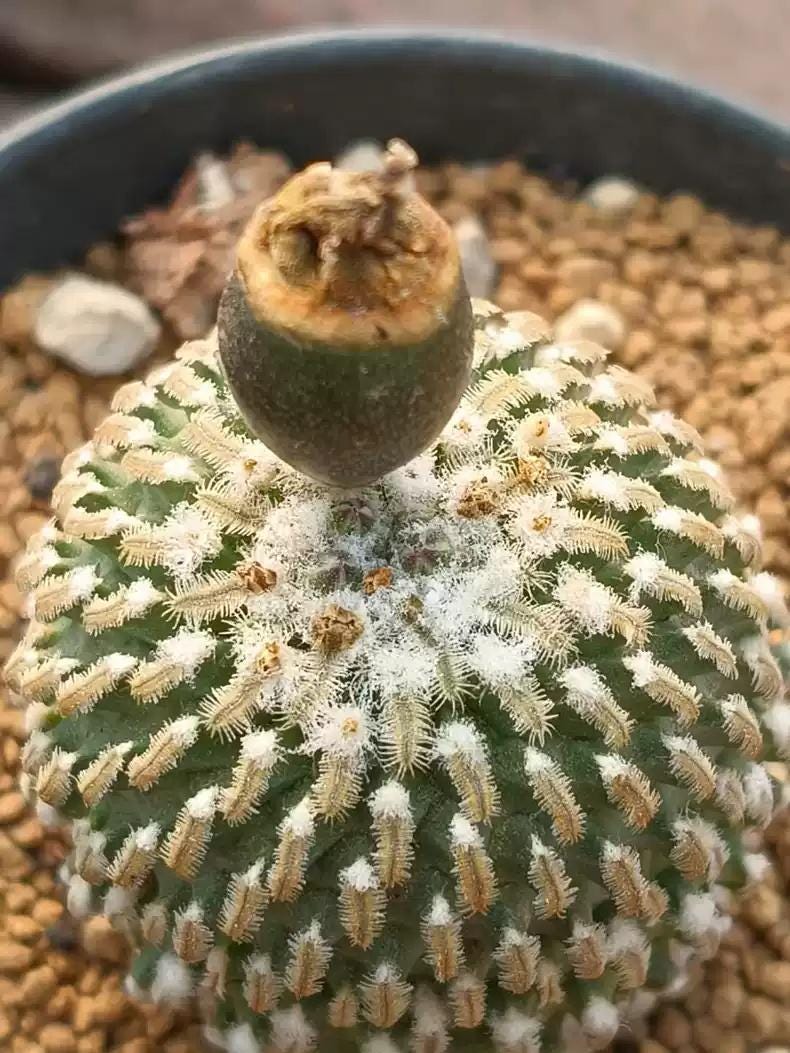 Mini Cactus T. pseudo pectinatus 1.1-1.4 cm plant x 1. Buy 4 get 5. Delicate size Rock cactus.