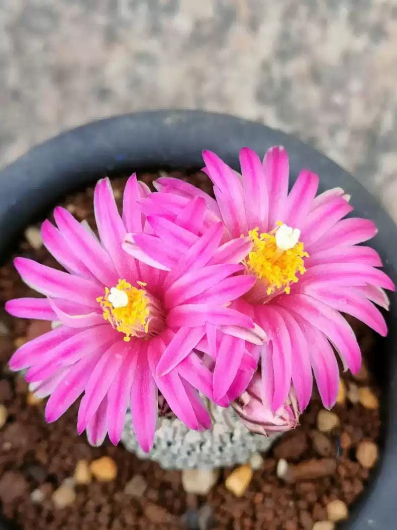 Mini Cactus T. pseudo pectinatus 1.1-1.4 cm plant x 1. Buy 4 get 5. Delicate size Rock cactus.