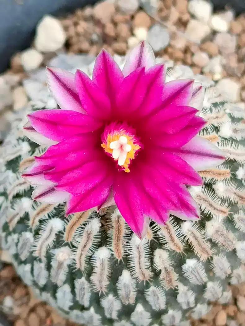 Mini Cactus T. pseudo pectinatus 1.1-1.4 cm plant x 1. Buy 4 get 5. Delicate size Rock cactus.