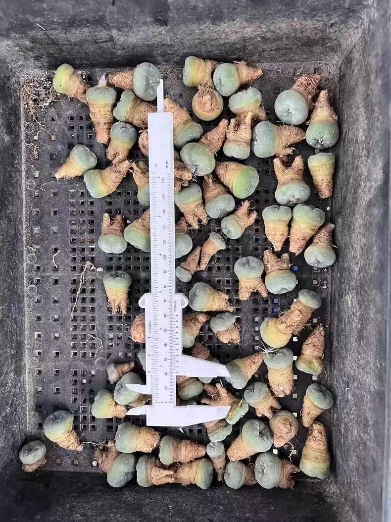 Cactus 1.8-2.4 cm L.fri cii Seedlings Each 1 Plant. Buy 4 get 5.