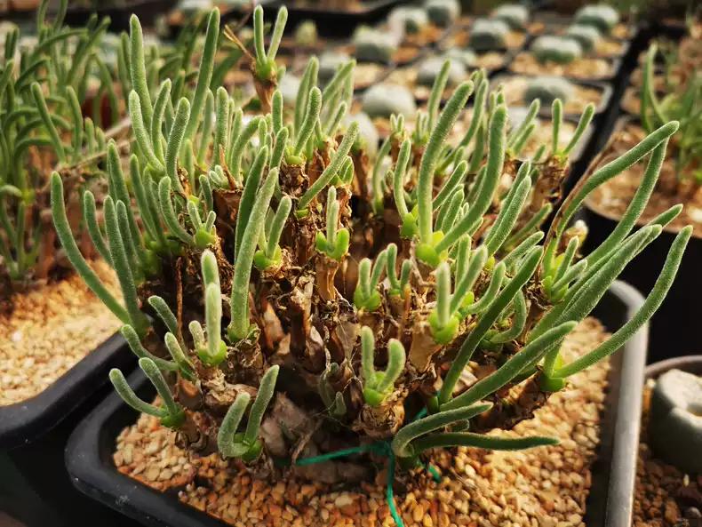 10 Seeds Monilaria moni|iformis, Rabbit plant, Bunny Ear Succulent 2024 Fresh Aiz0aceae Seeds. Seeds 10+