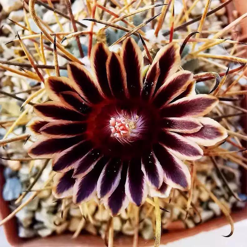 2024 Fresh Seeds Cactus Scler0cactus uncinatus Seeds 15+