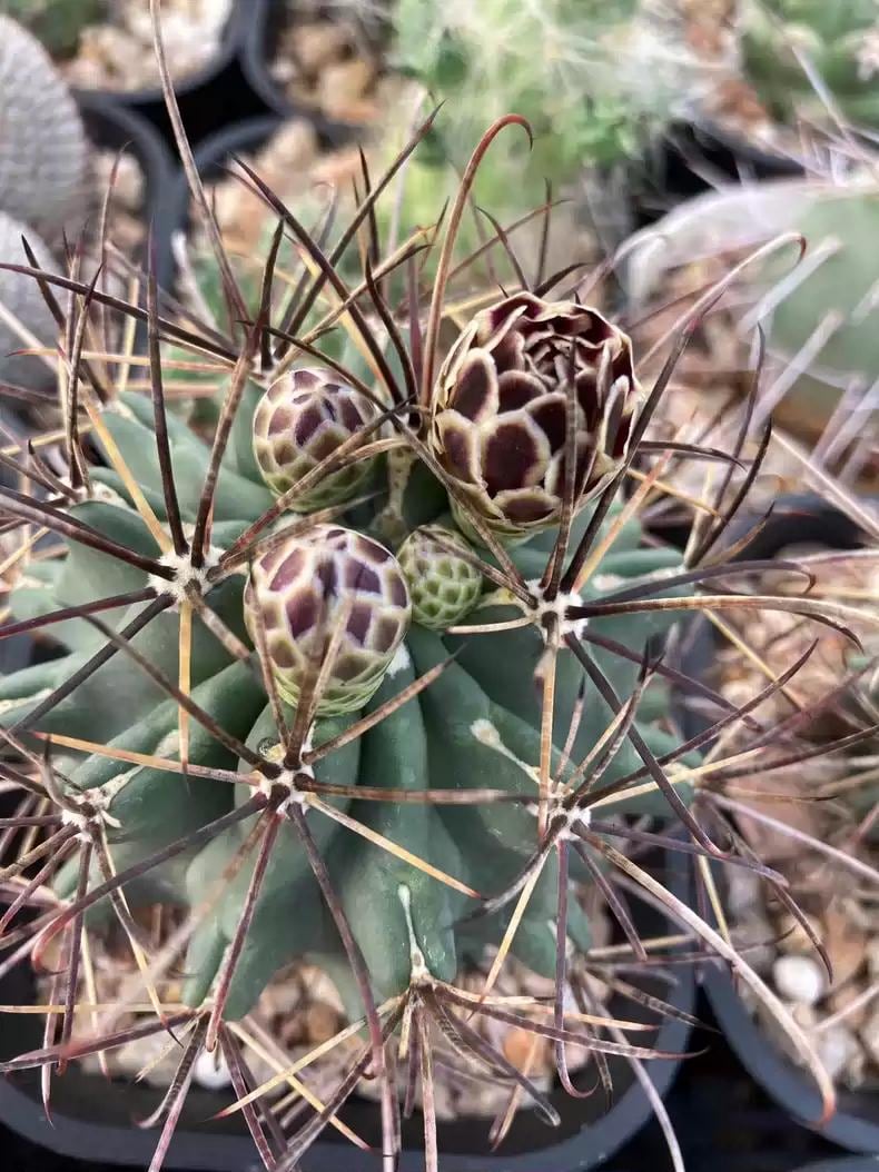 2024 Fresh Seeds Cactus Scler0cactus uncinatus Seeds 15+