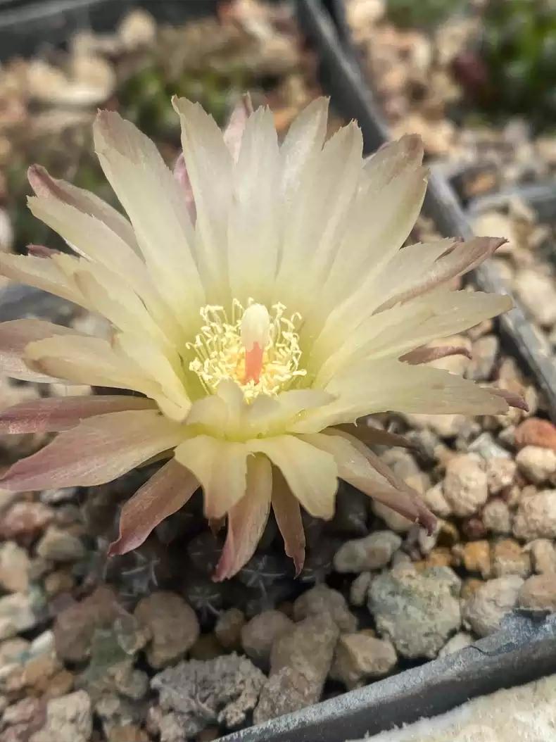 Cactus Eri0syce krausii Seeds -- 10+ Seeds