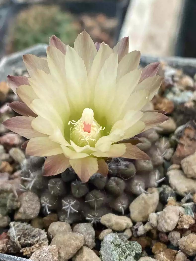 Cactus Eri0syce krausii Seeds -- 10+ Seeds