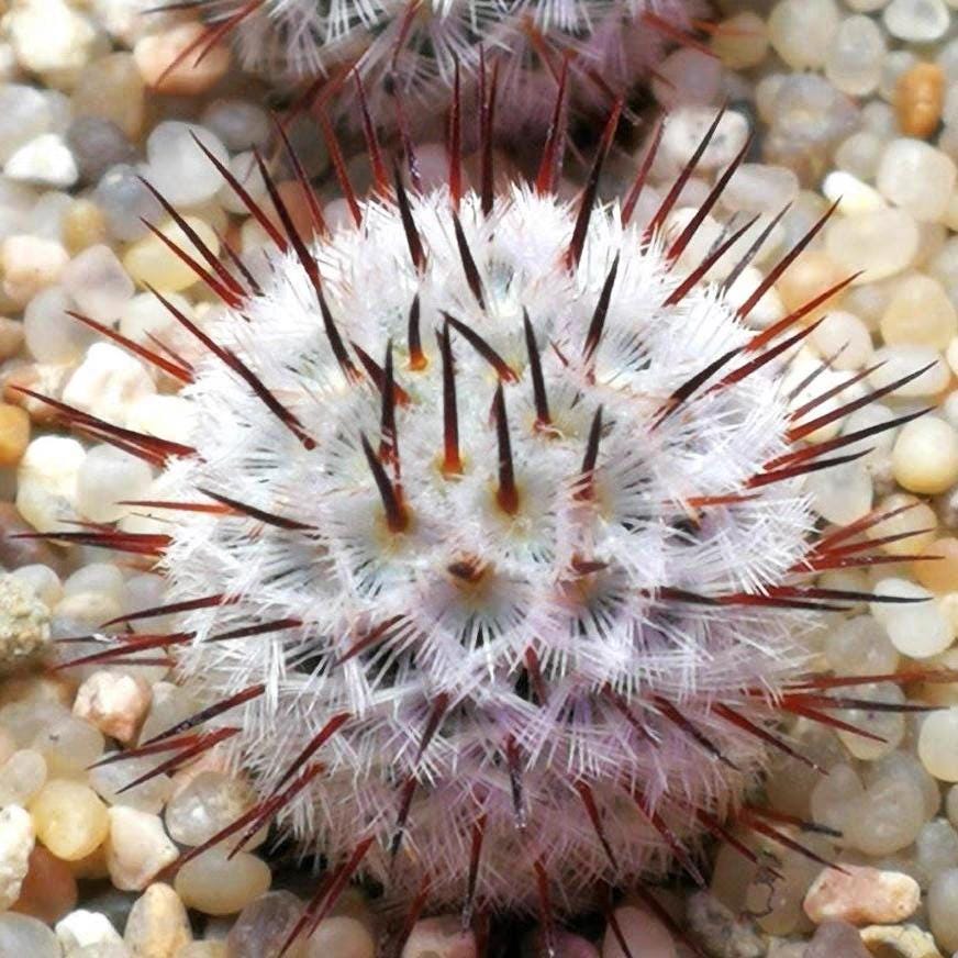3.5yr old Cactus Mammi|aria perezdelar0sae subs.ander soniana. 2cm PLANT X1