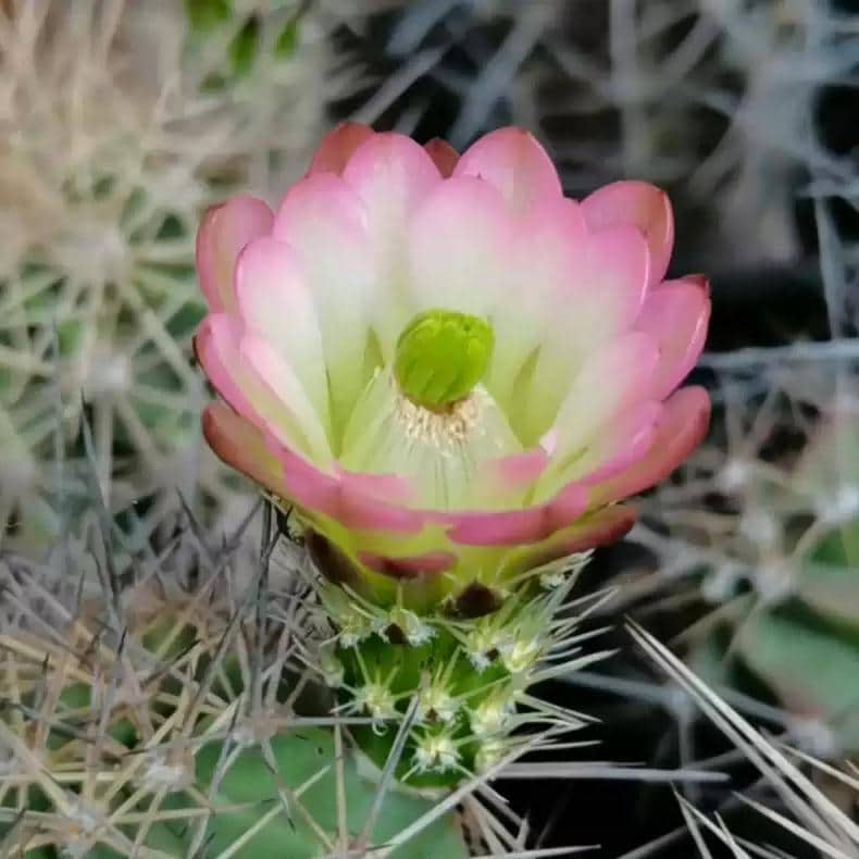 2.5yr old Cactus Echinocereus dasyacanthus 1.6-2cm+ PLANT X1. In Pic2 for Sale.