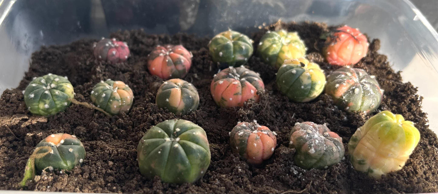 Astro Cactu Random Plants Each 1.8cm+ Size Plant X1