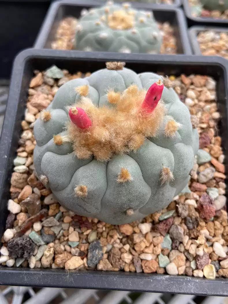 Big White Cactus Fri cii Seeds Different Varieties Mix -- 10+ Seeds