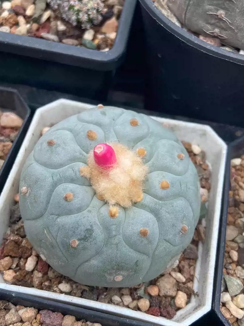 Big White Cactus Fri cii Seeds Different Varieties Mix -- 10+ Seeds