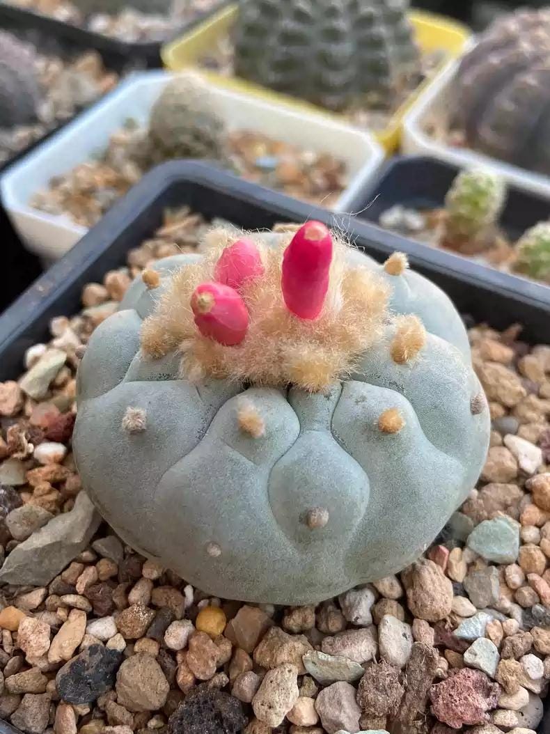 Big White Cactus Fri cii Seeds Different Varieties Mix -- 10+ Seeds
