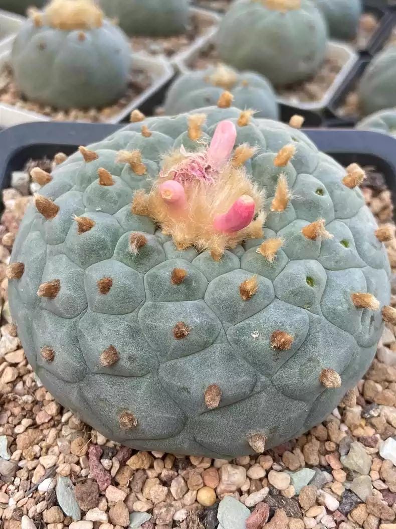 Big White Cactus Fri cii Seeds Different Varieties Mix -- 10+ Seeds
